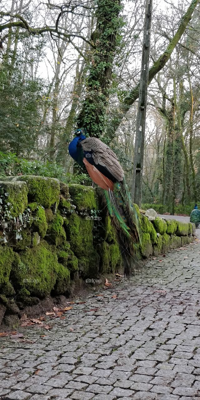Free Peafowl in forest