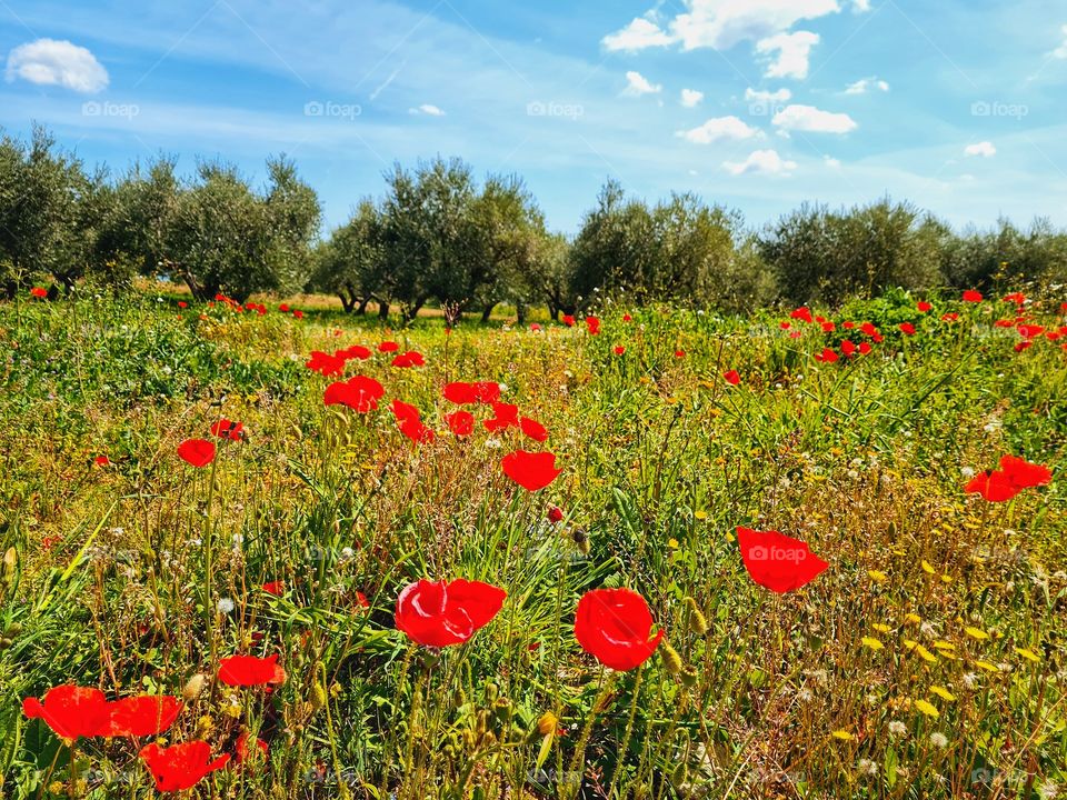 red poppies in a field of olive trees