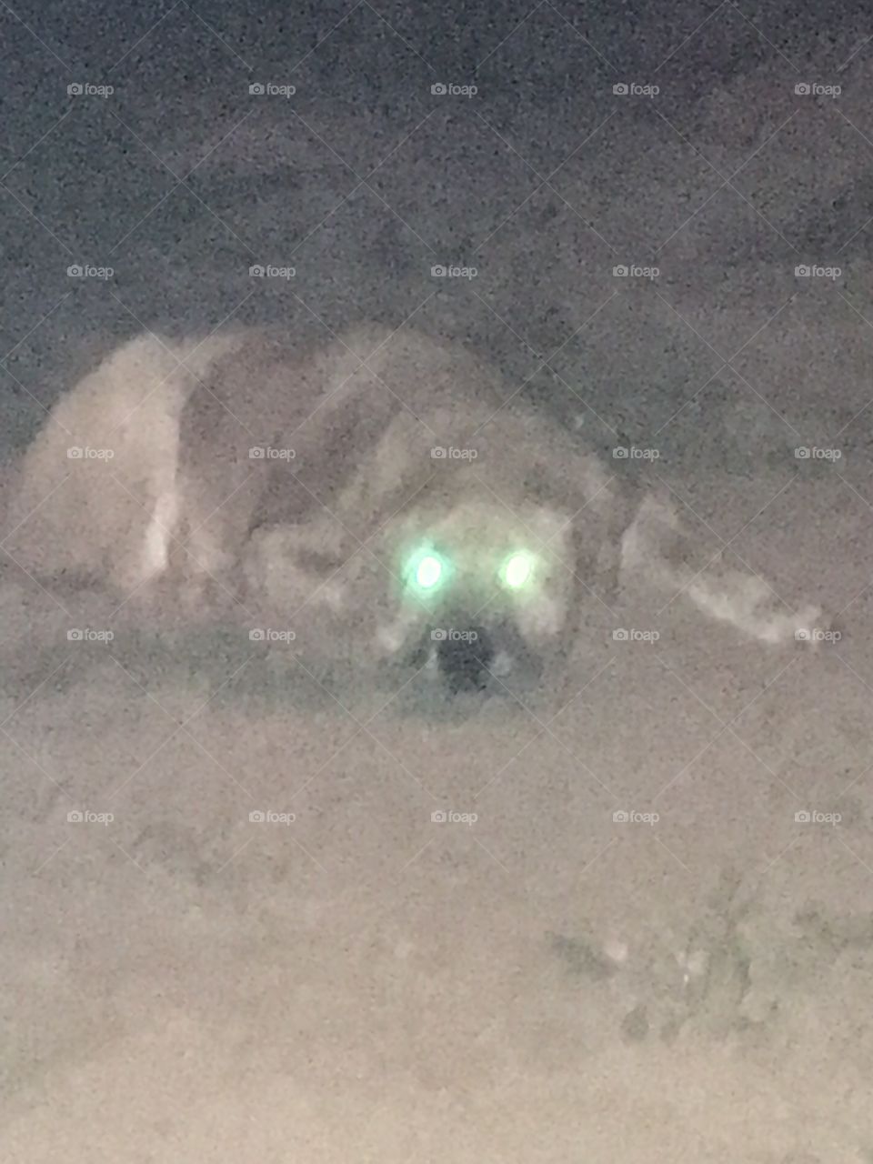 We have an alien in our back yard, they come out at night! He’s a giant so I’m glad there’s only one.