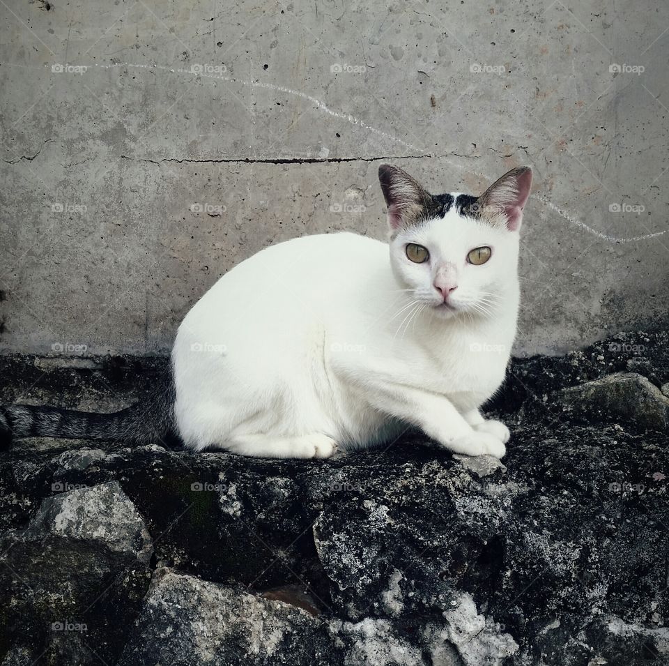 White cat sit on concrete fence...