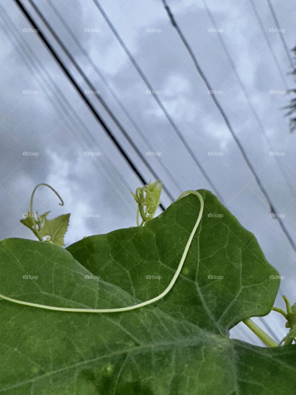 Tendrils stems and leaves of white briony (or wild hop, English mandrake, wild vine) growing on a fence with power lines against a cloudy evening sky