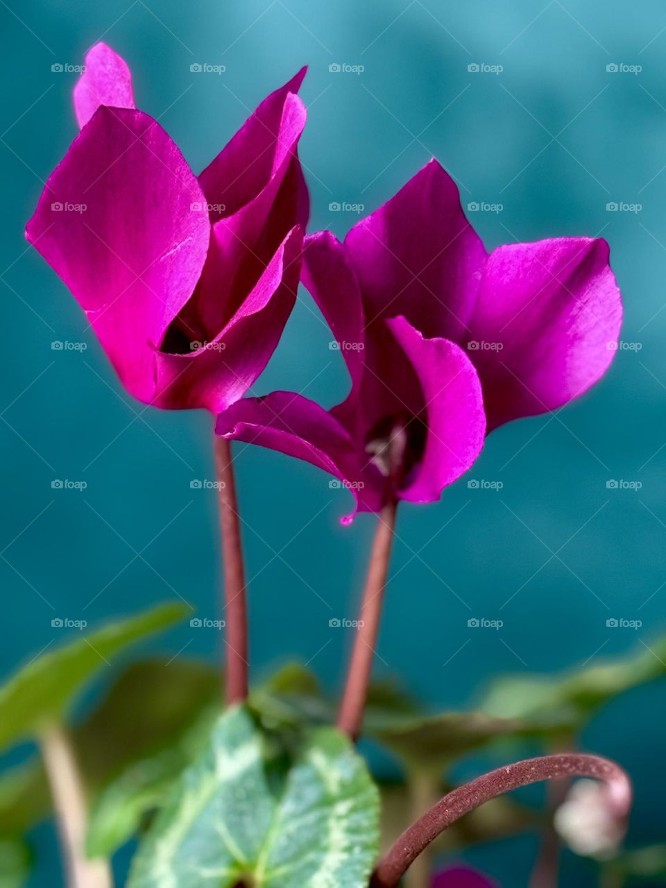 Purple flowers on a green background 