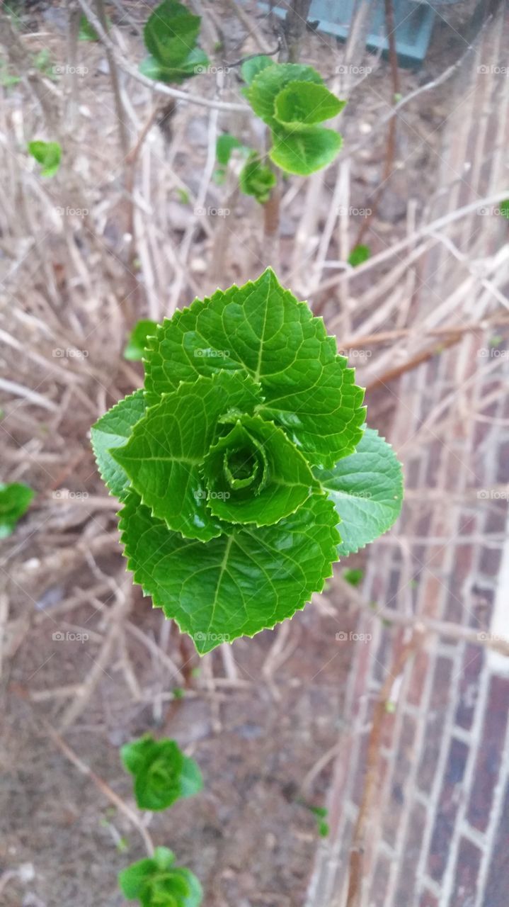 first leaves of the hydrangea