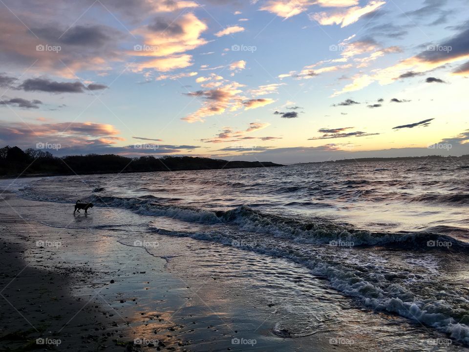 Silhouette of a dog at beach