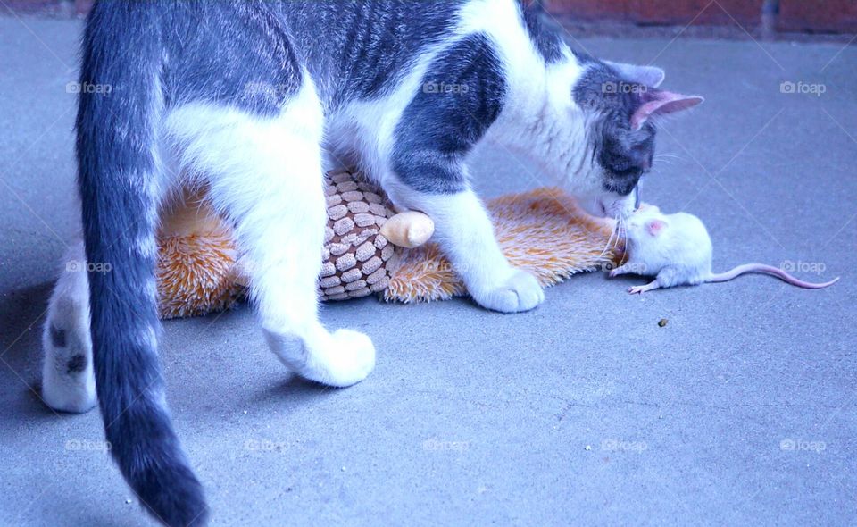 Mr. Gustav with mouse.