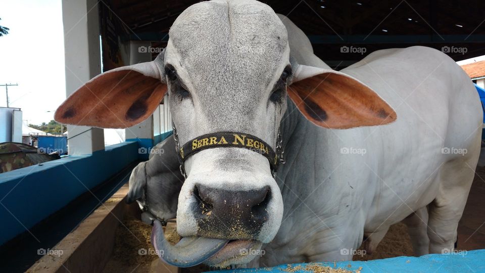 Um belíssimo Touro!