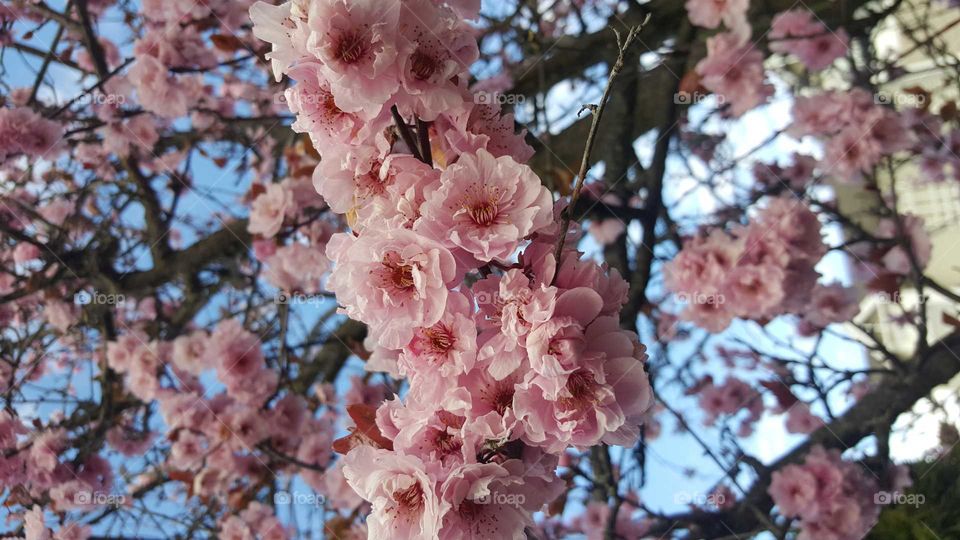 Hello! Spring. 
Ones again I took this picture from my Samsung galaxy S6 spring coming and you can see flower blooming everywhere this season I love the most part of the Fall it cool too.
