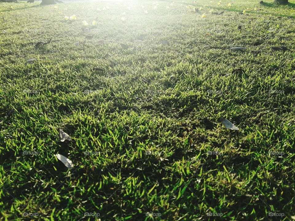 Green grass texture and soft sunlight in morning.