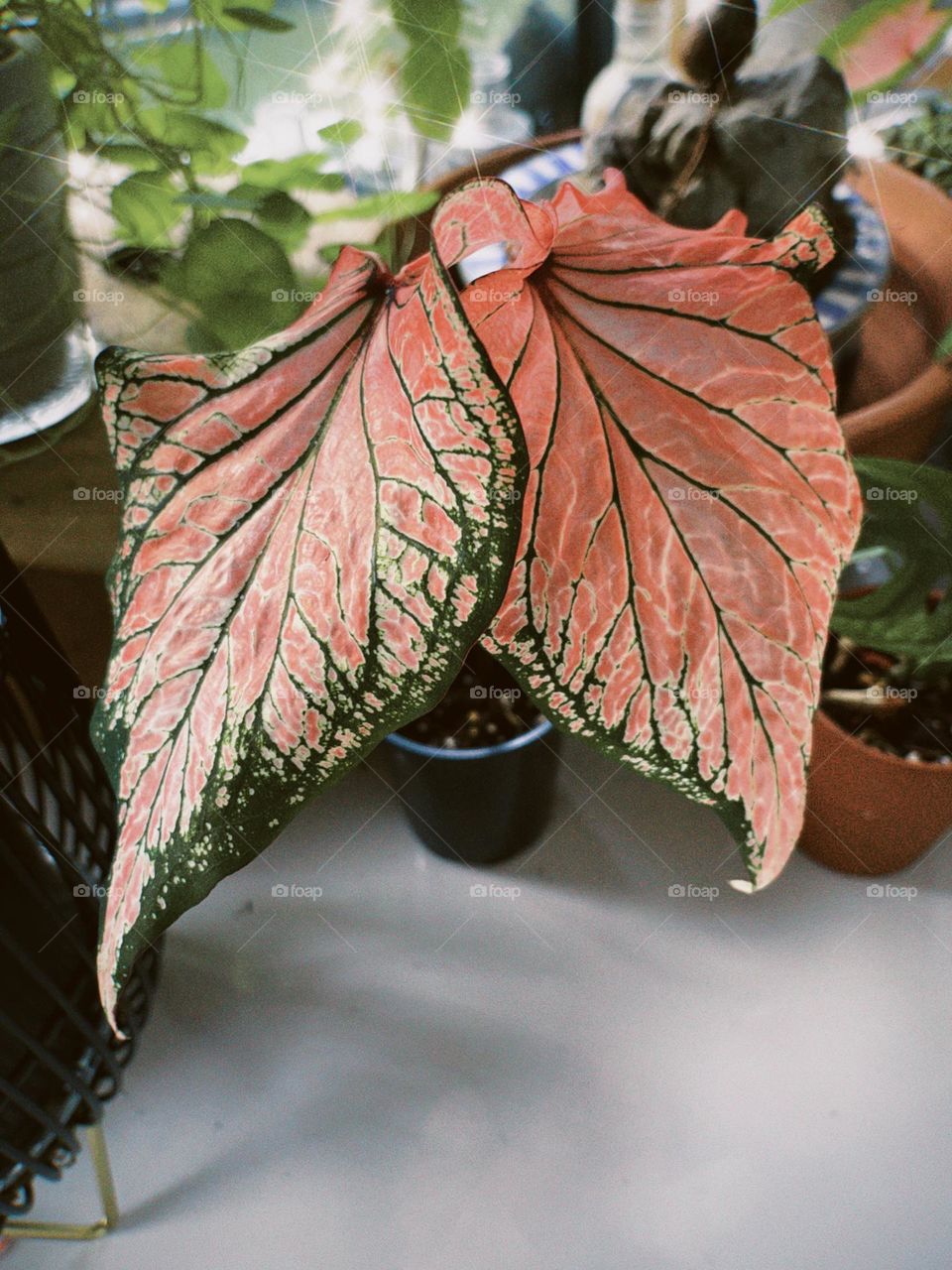 Pink Caladium