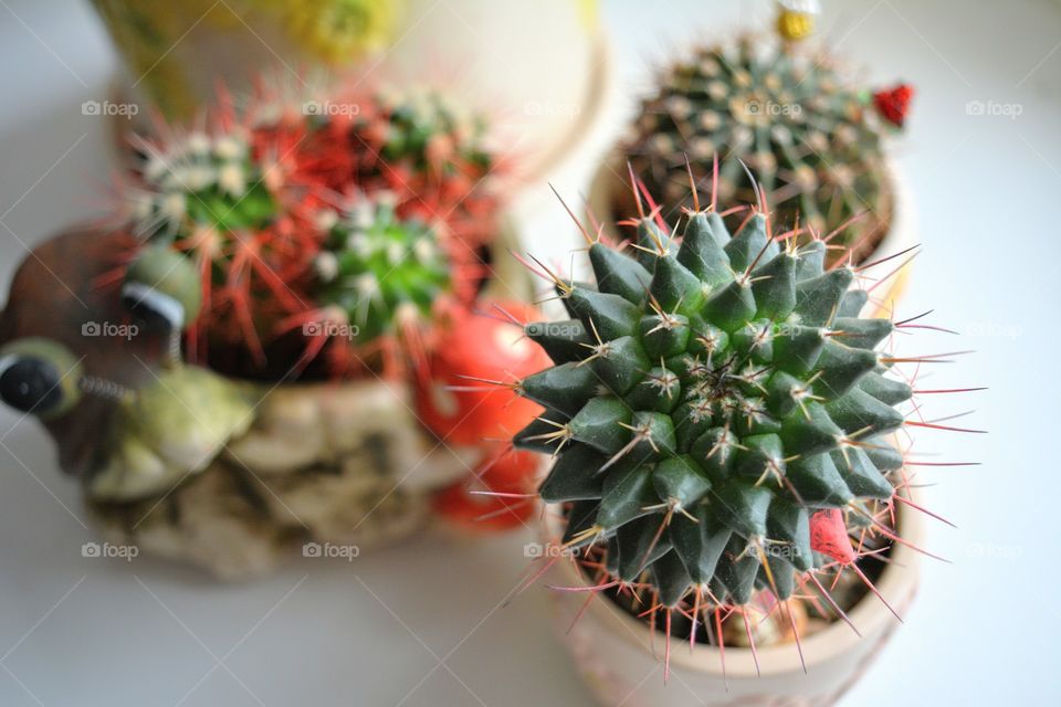 cactus house plants beautiful decorative