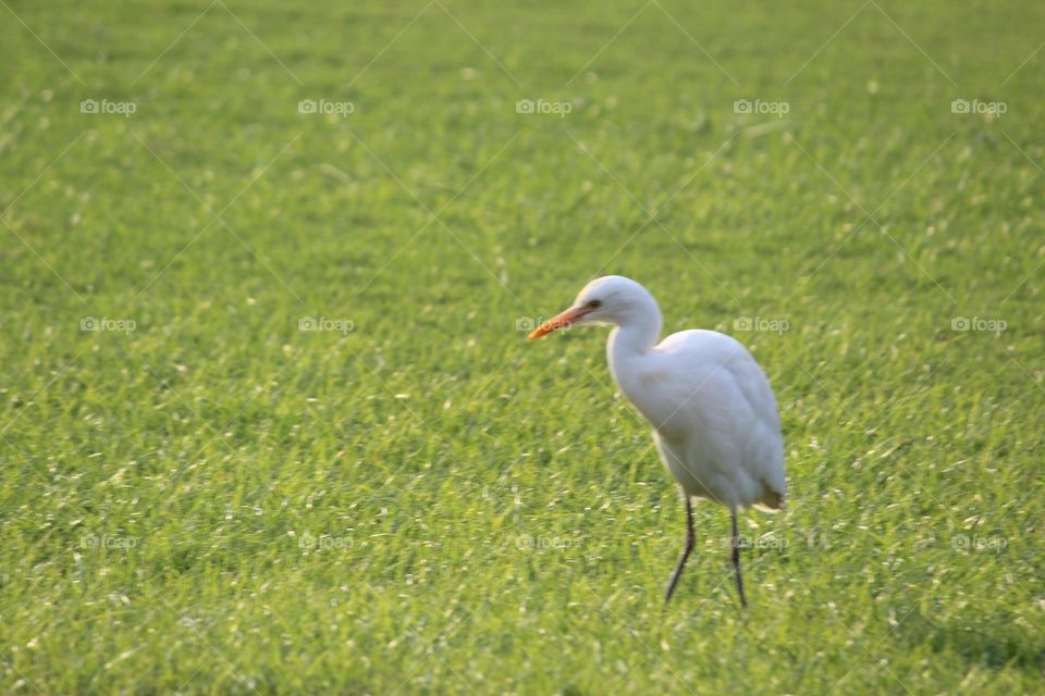 A white bird on the bed of green grass