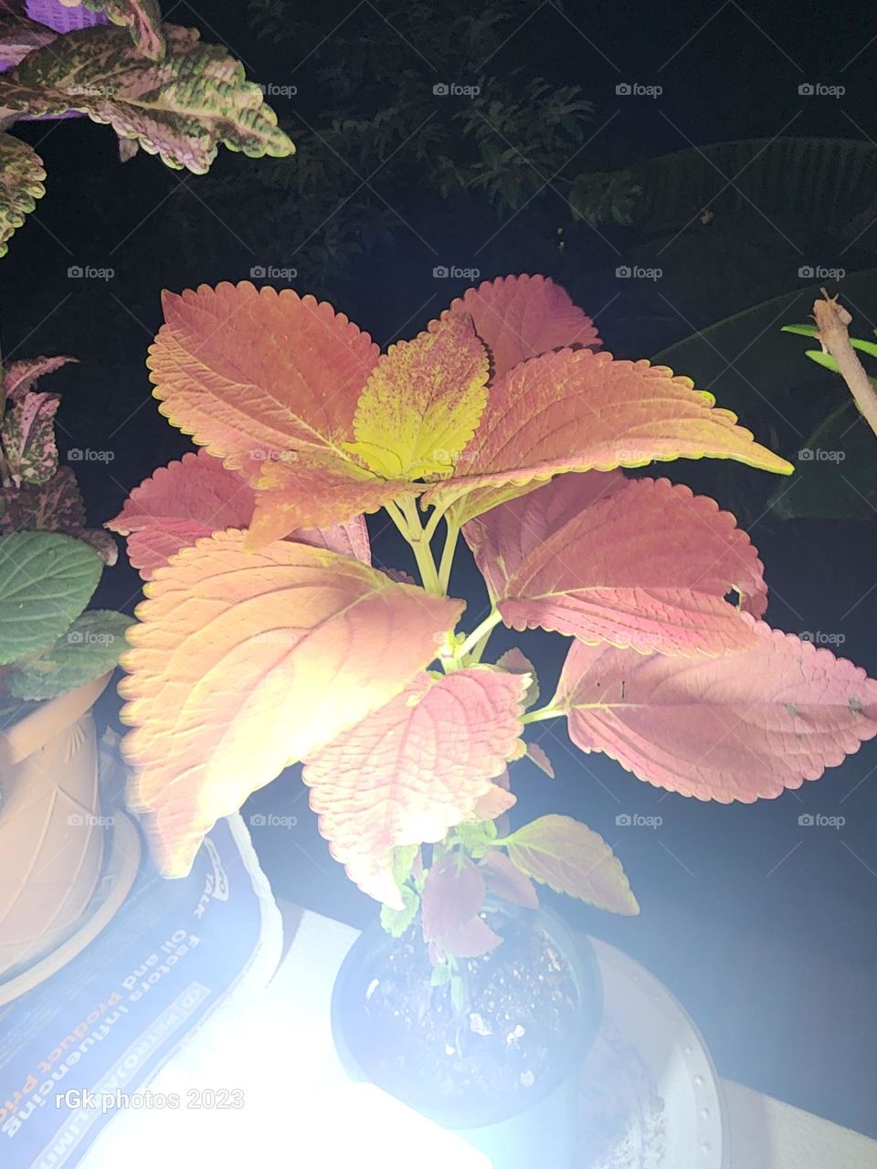 Joseph coat in lights