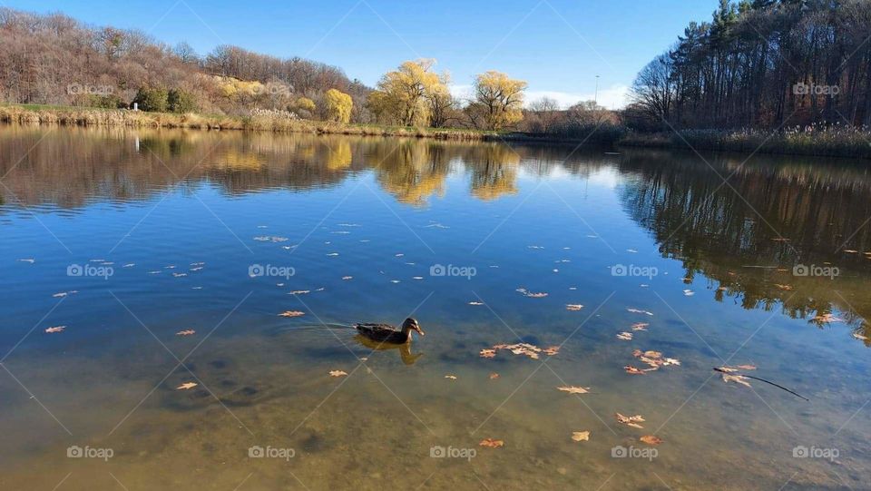 Duckling on a mirror
