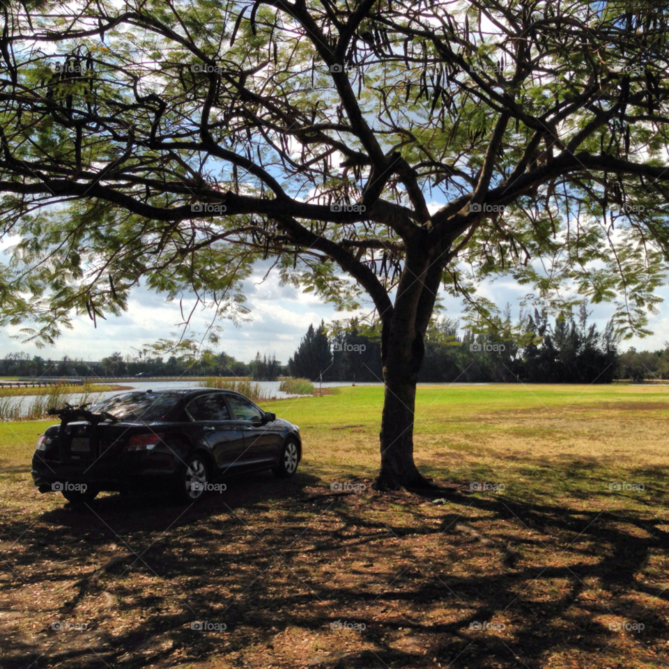 markham park-florida flora nature tree by jmsilva59