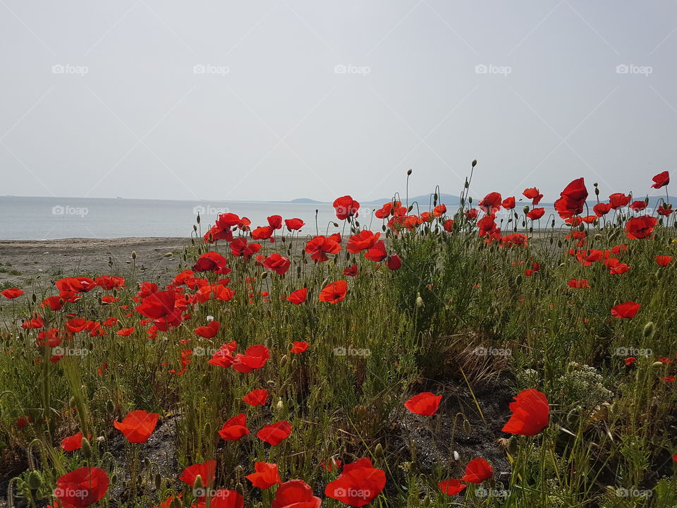 Poppy field