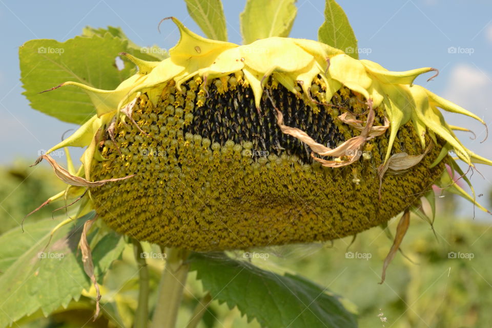 Sunflower