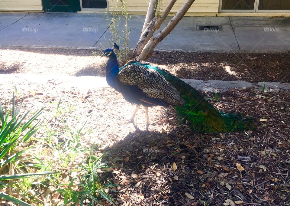 Peacock in the Park-Los Angeles Arboretum and Botanical Gardens
