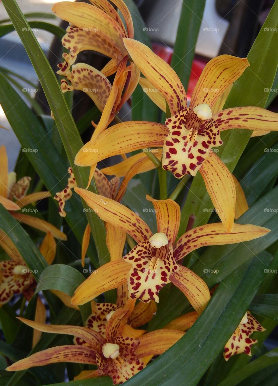 Orchid flowers in yellow and red colors.  Leopard print.  Green leaves