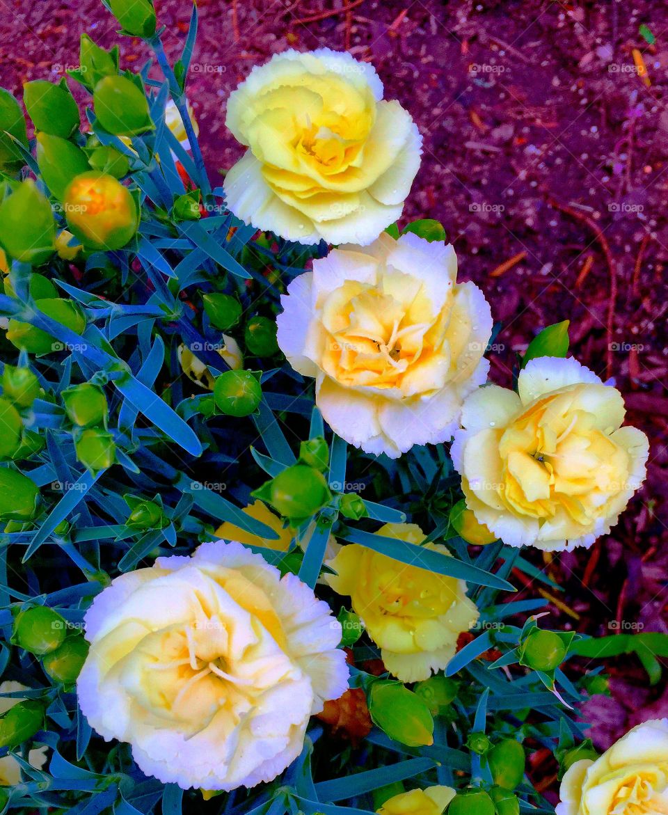 Carnation Creativity 