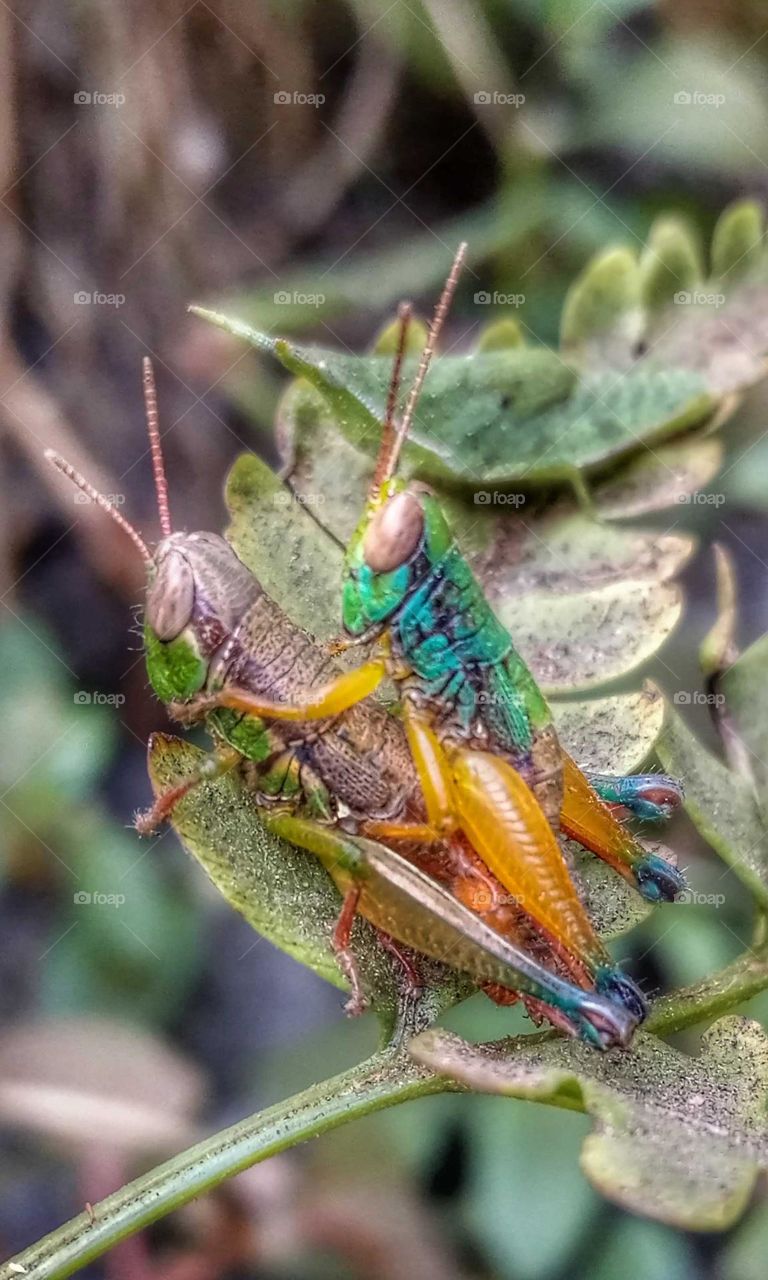 grasshopper