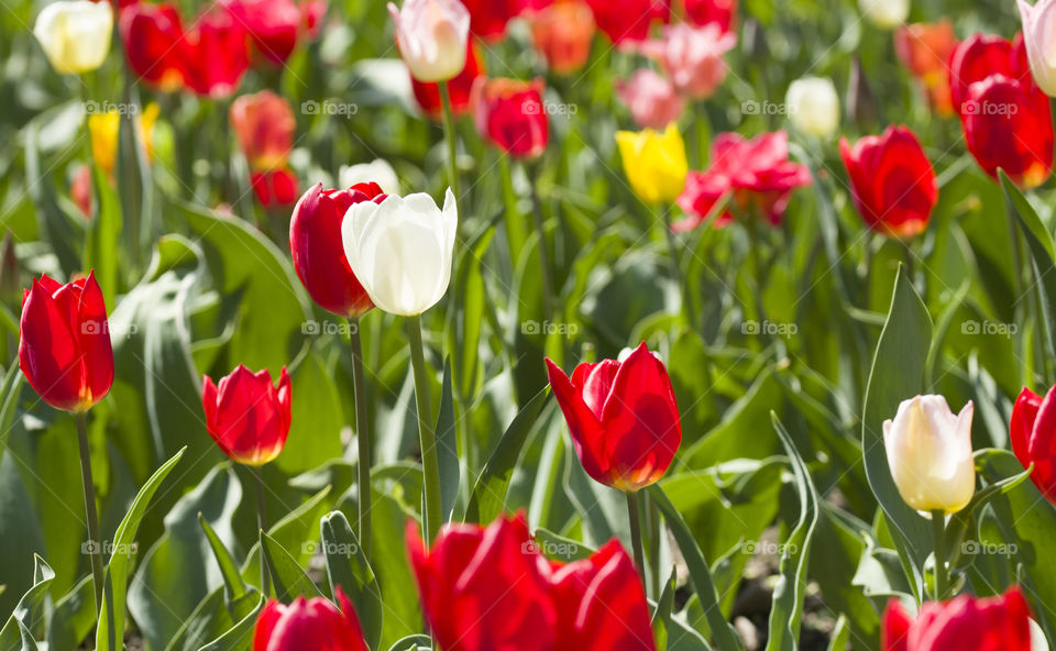 kiss of spring.  white and red tulips on the flower field