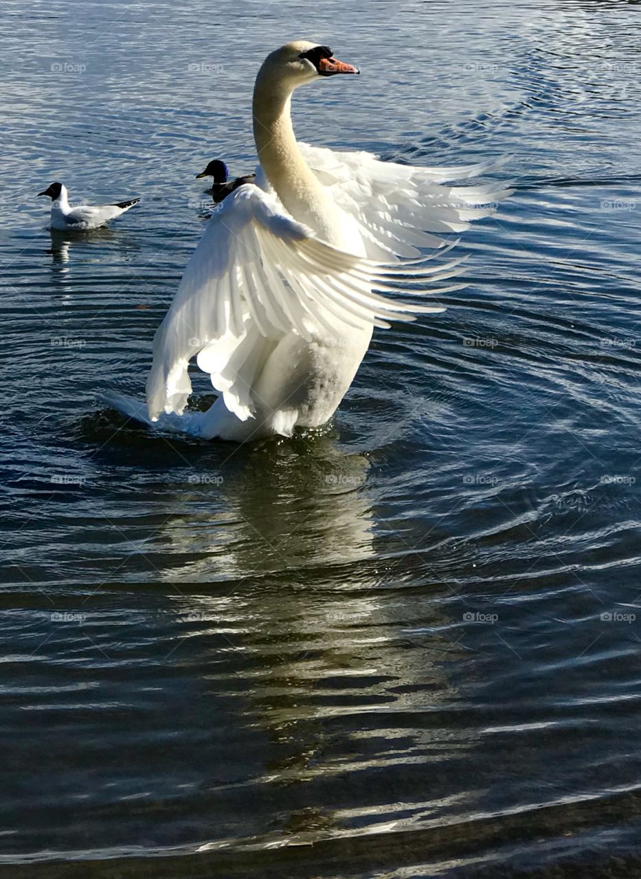 Swan 