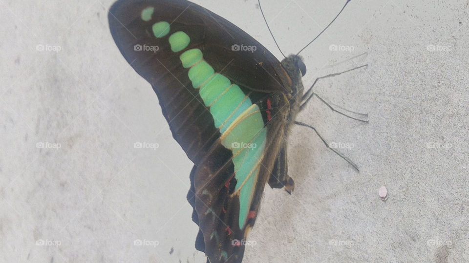 Tosca green beautiful butterfly