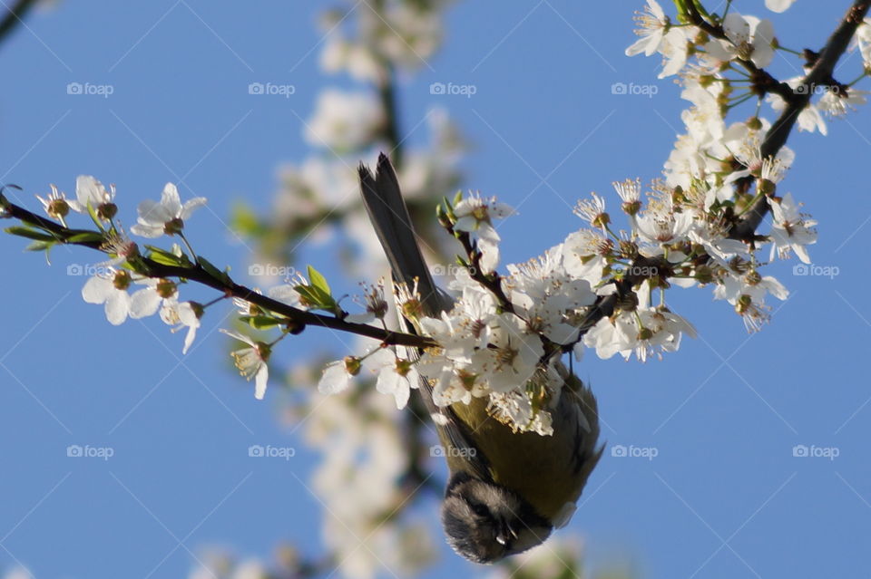 Bird in cool position