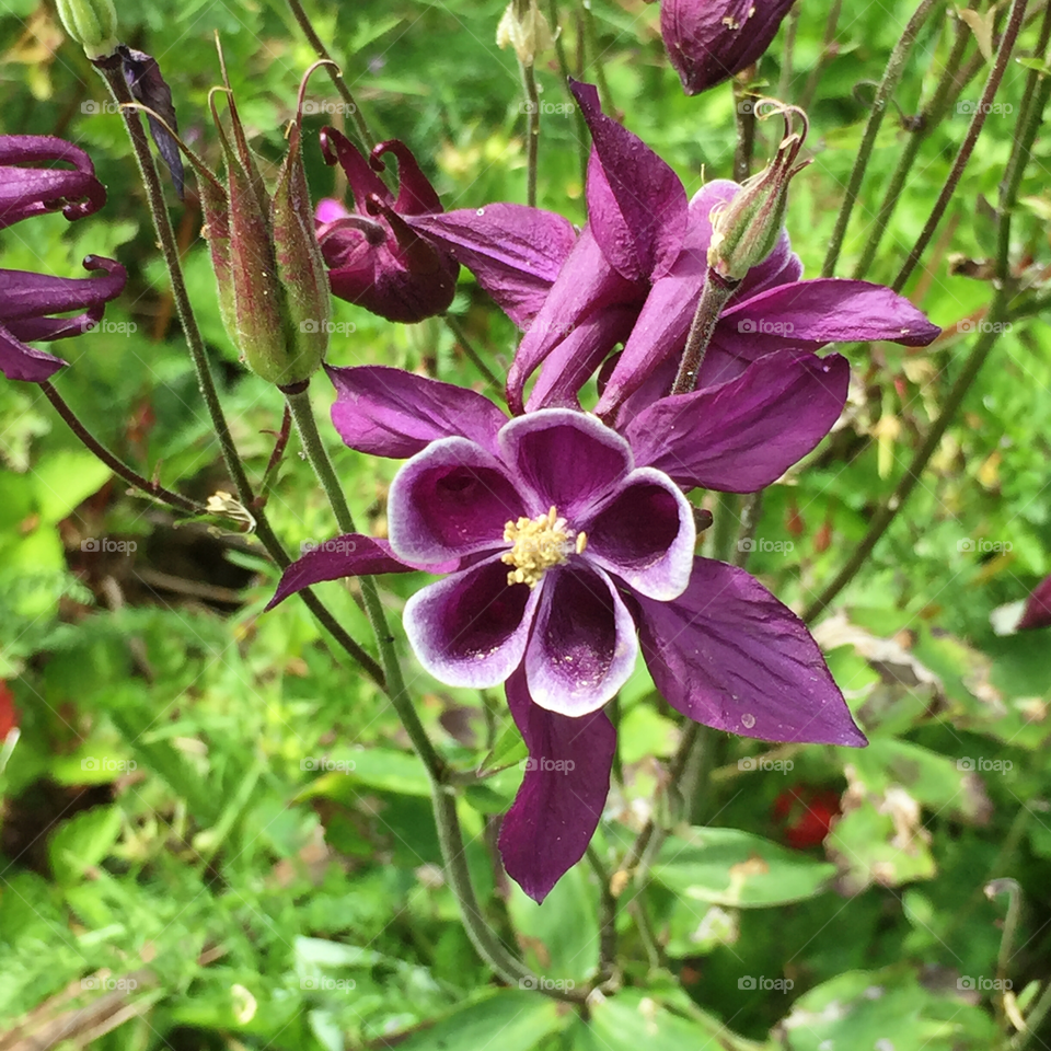 "Magpie" columbine 