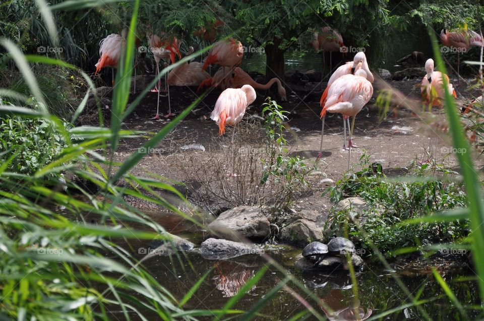 Flamingos