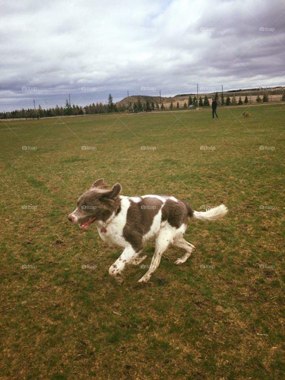 Newfoundland dog running like the wind in a huge field!
