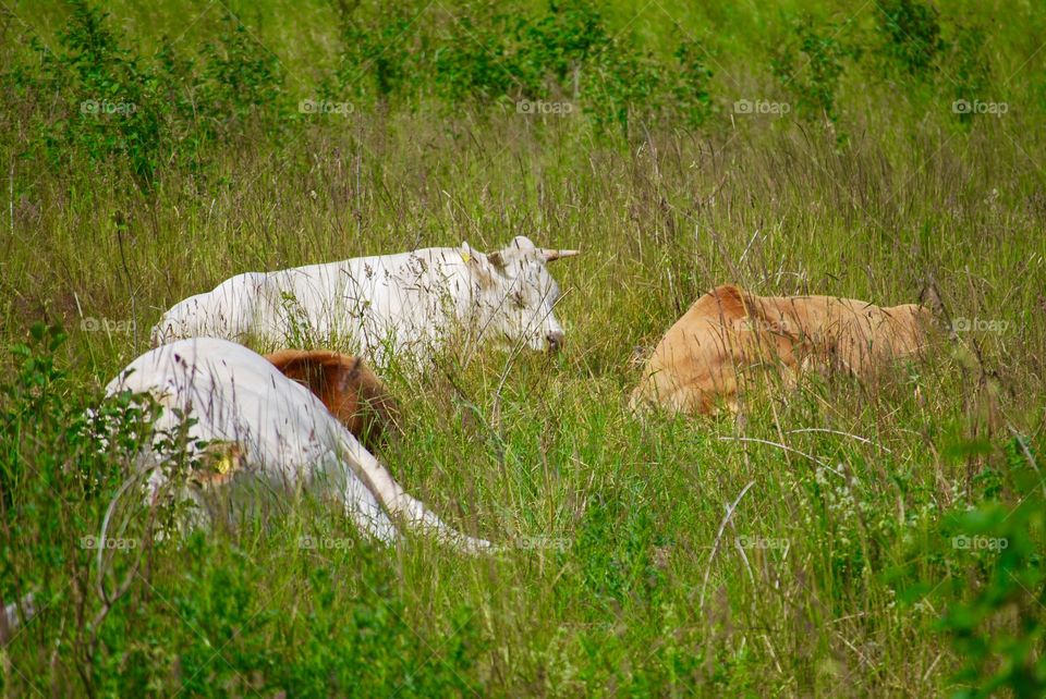 Pasture