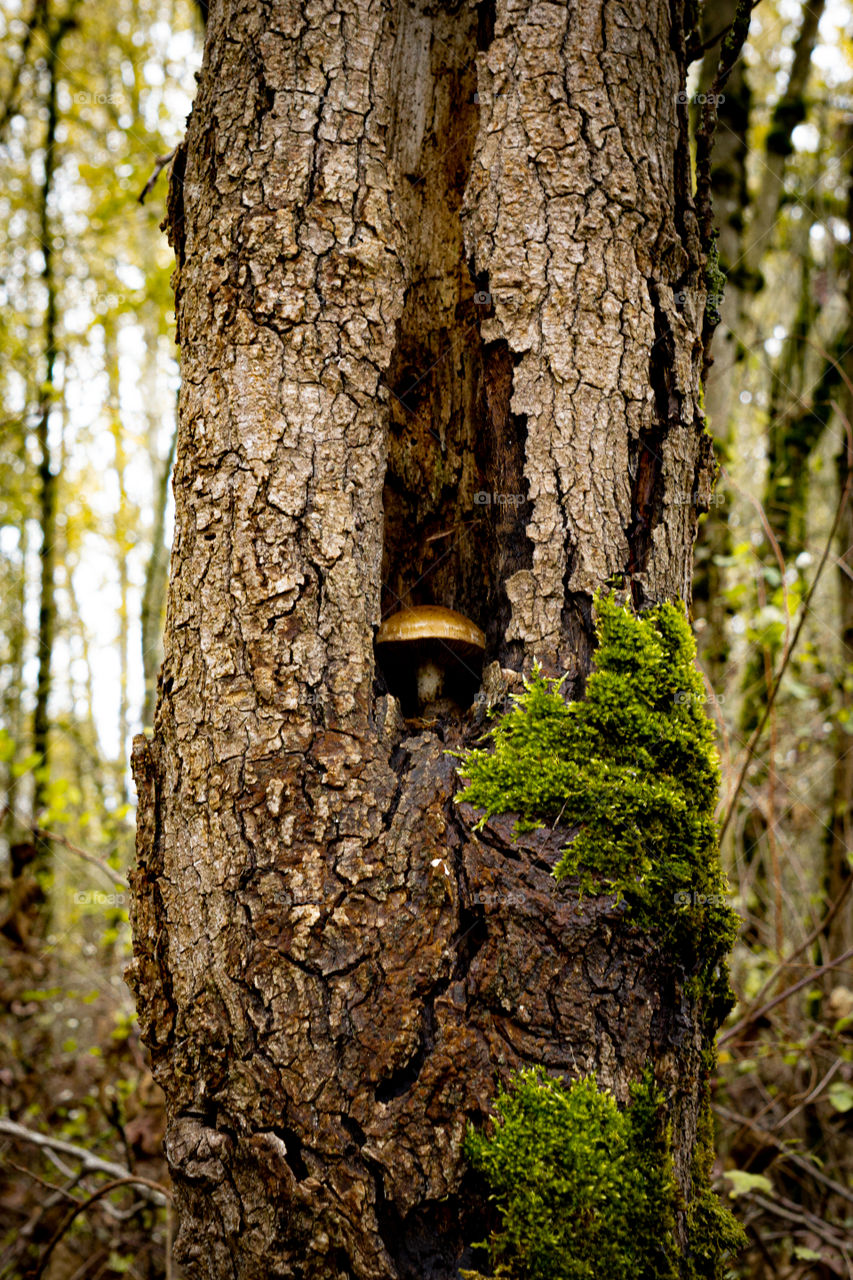 Toads hideout 