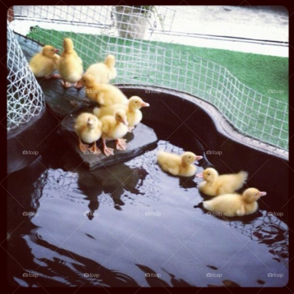 Ducks 🐤