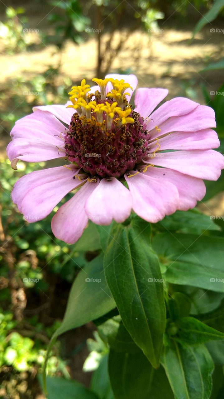 lovely colourfull  flower in garden