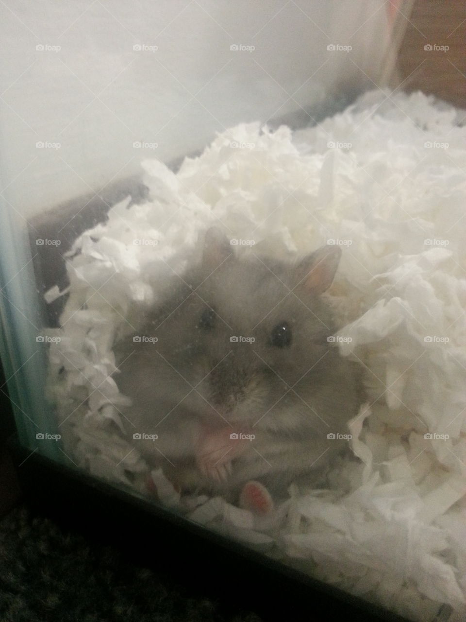 Clarice in Peace. This is my hamster, Clarice