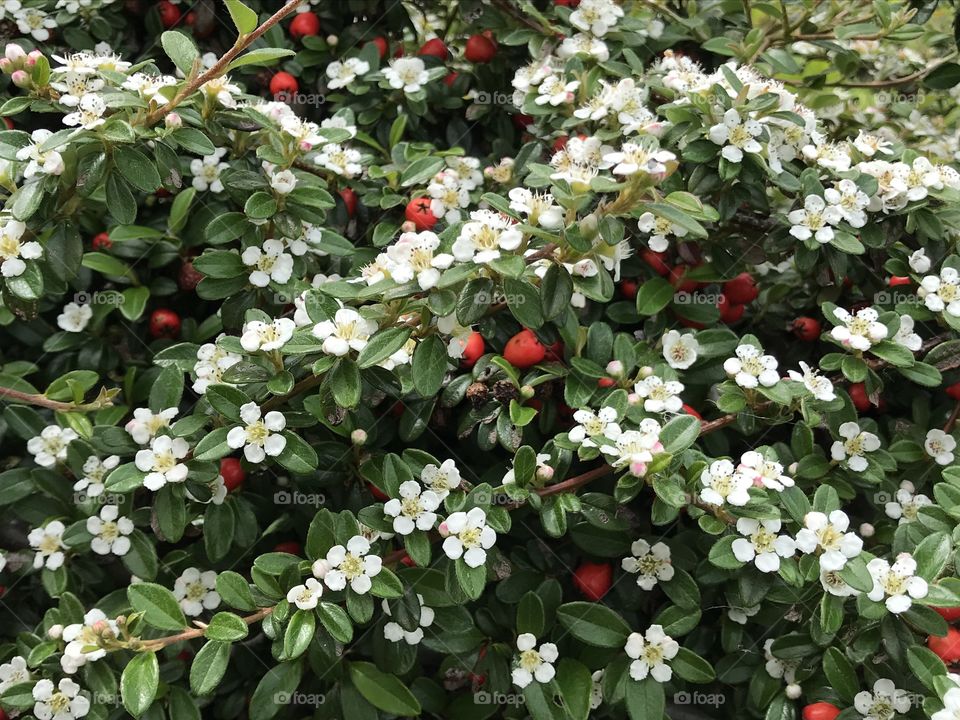 A beautiful shrub with little white flowers and red berries makes an excellent addition to any garden.