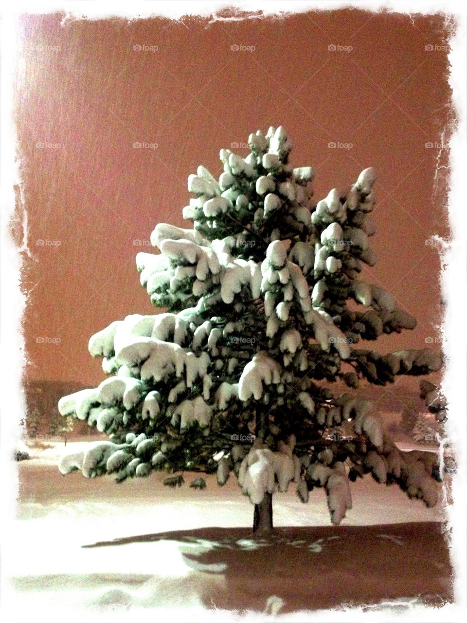 Perfect Tannenbaum. Colorado winter snow brings a heavy load to a lonely pine tree
