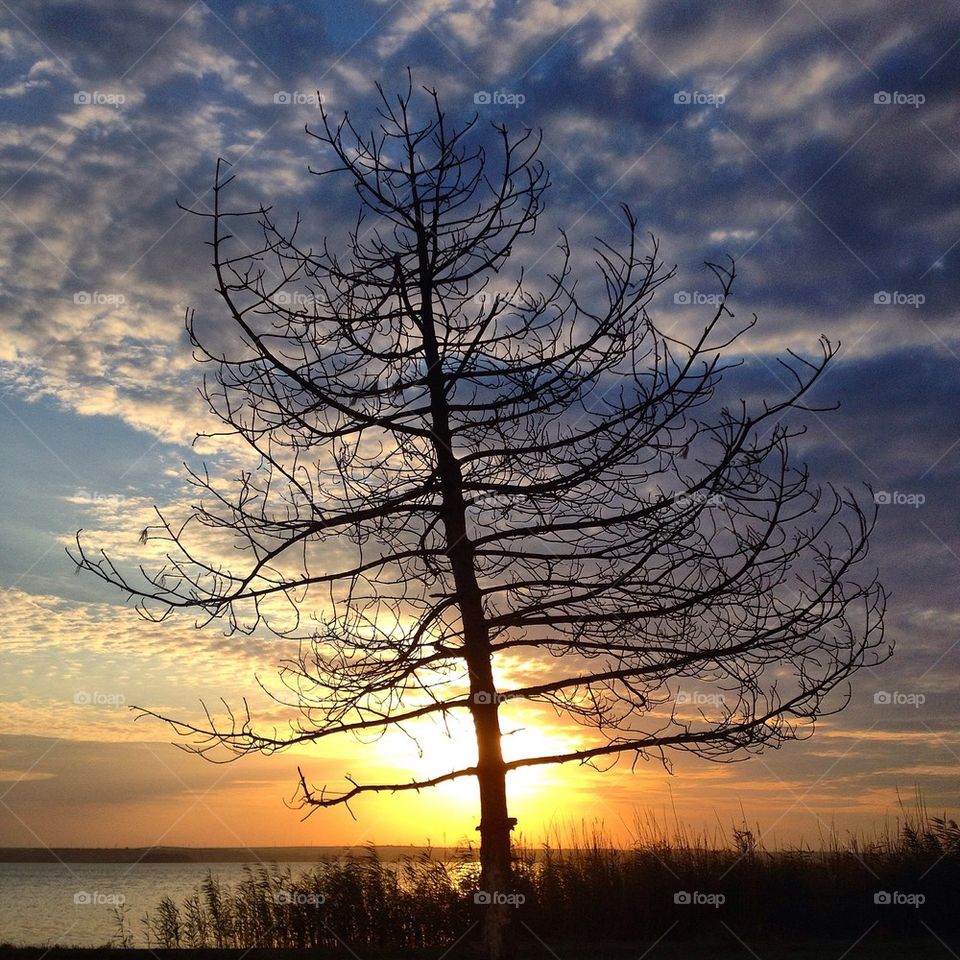 Lonely tree at sunset