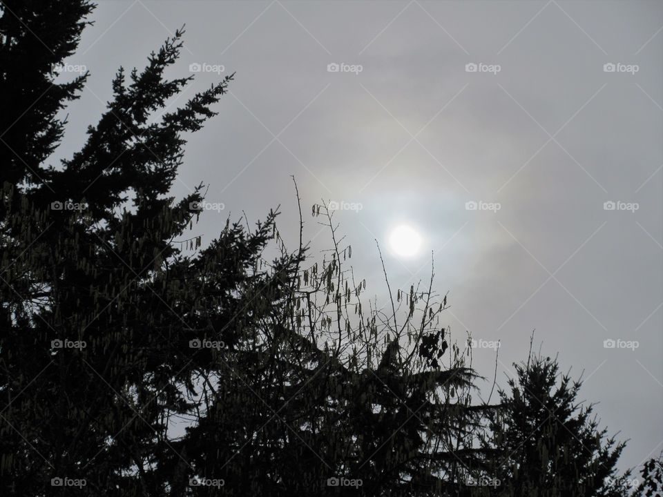 sun in overcast sky with trees