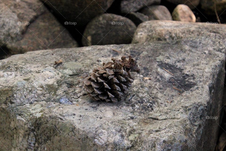 pine. cone