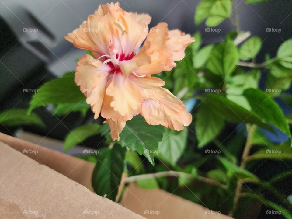 peach hibiscus