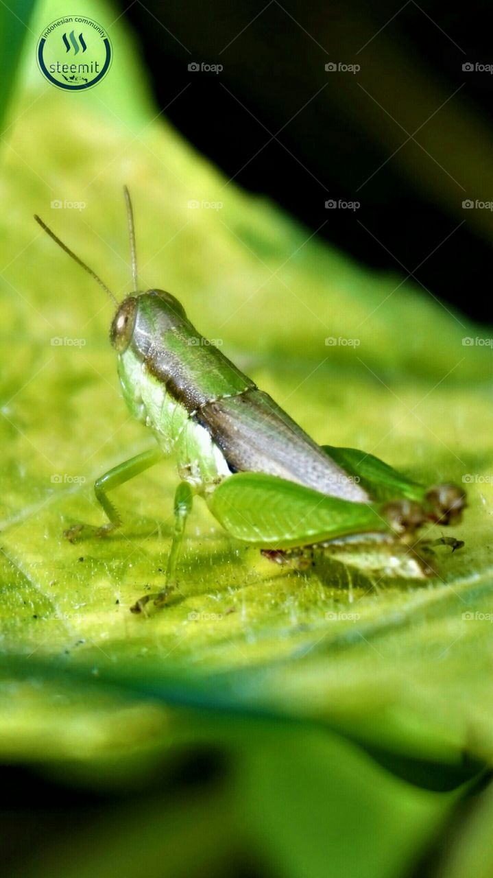 Grasshopper Green