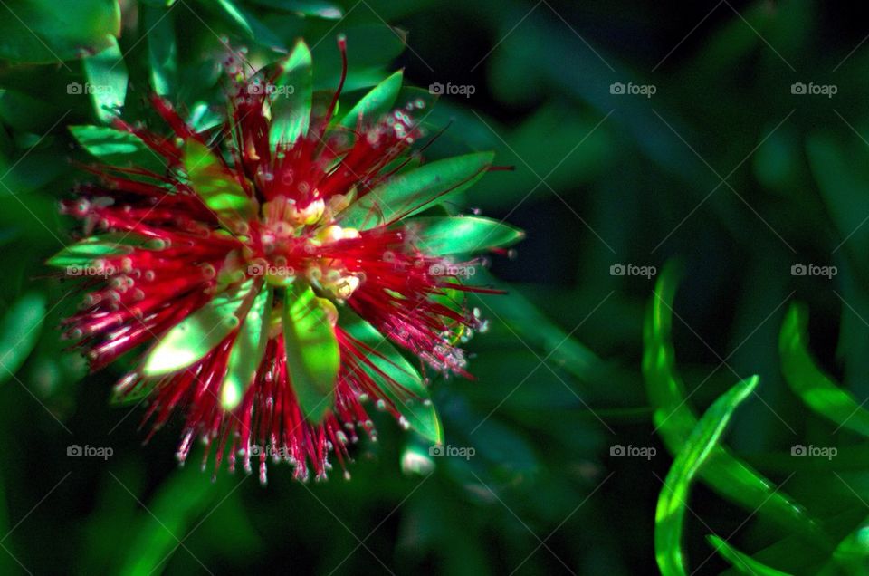 Fairy Duster