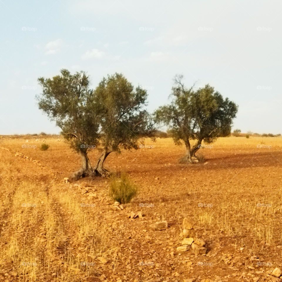 beautiful olive trees