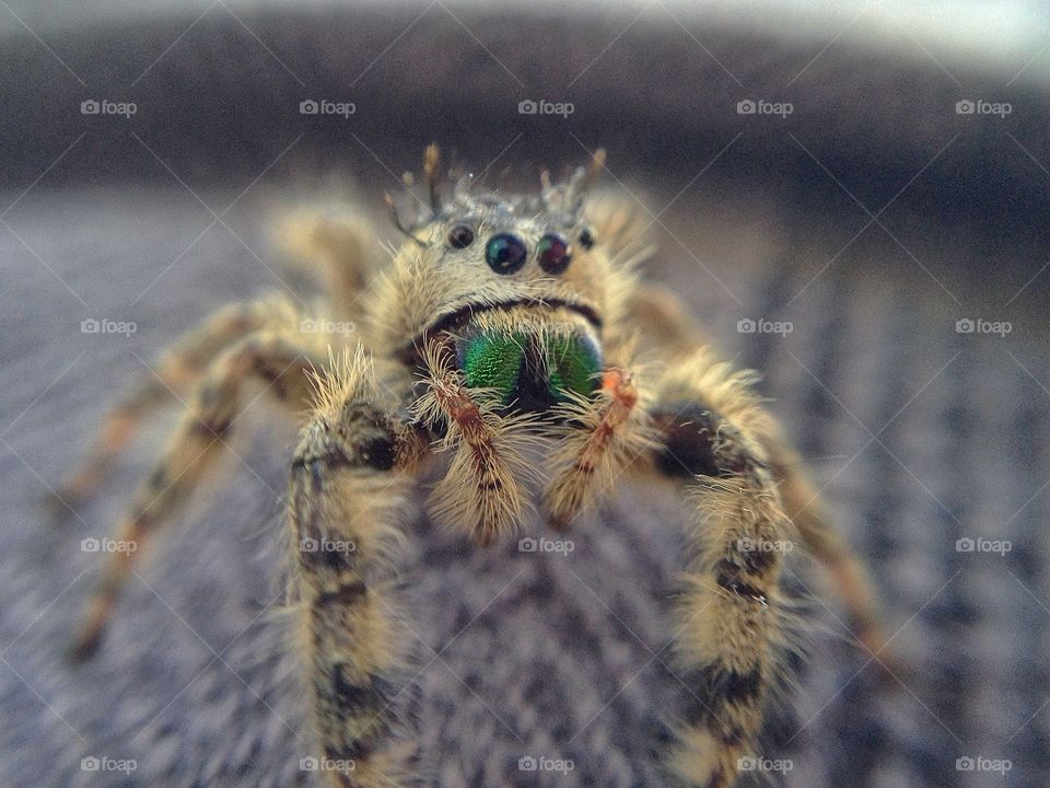 Jumping Spider Macro