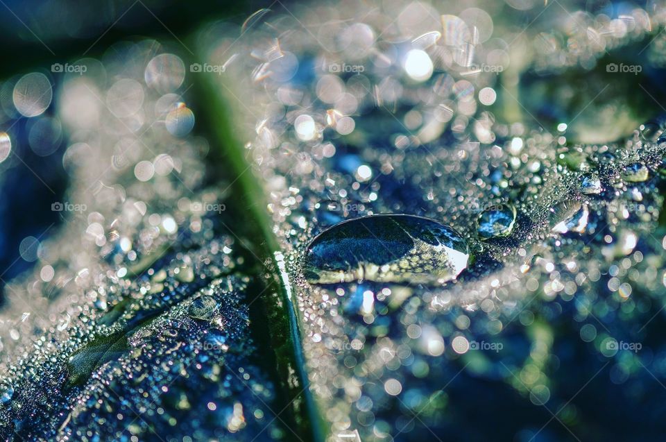 Macro of dew drops and sunlight on an elephant ear leaf