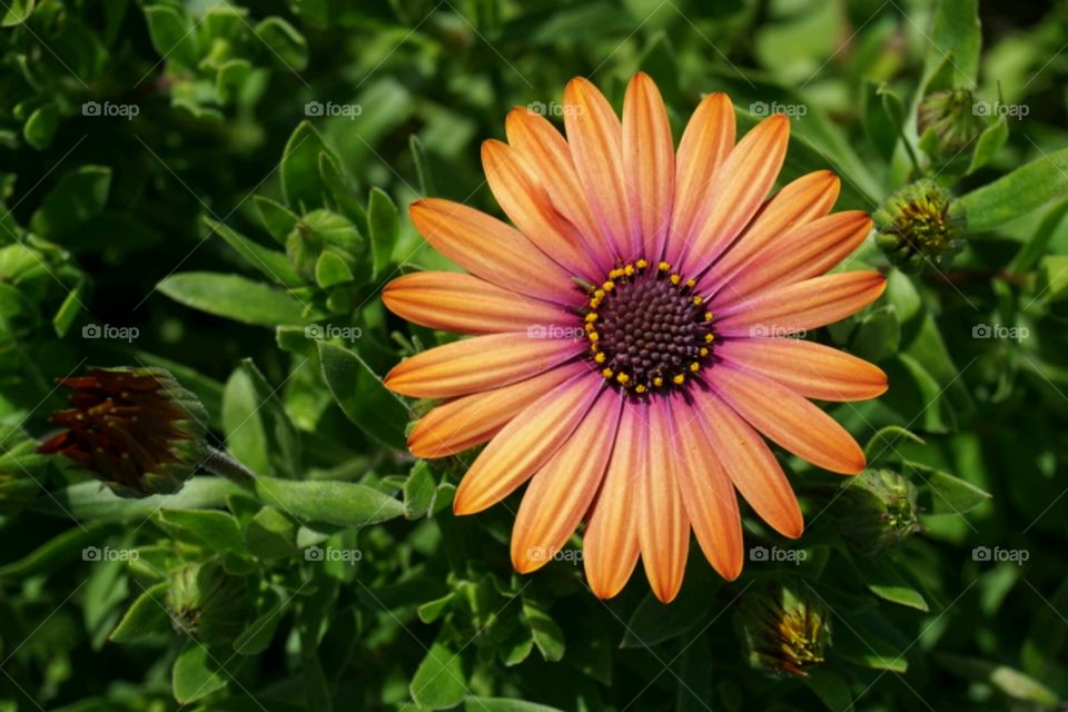 High angle view of flower head