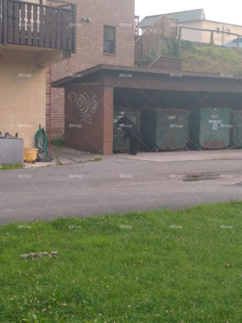 This mama bear had to feed her kids