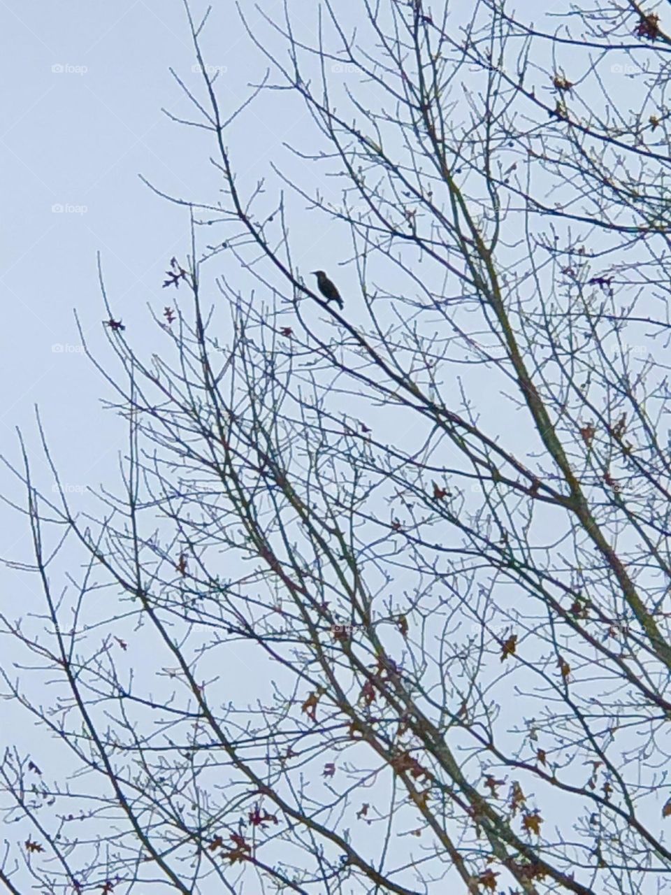 Birdwatching from the Porch